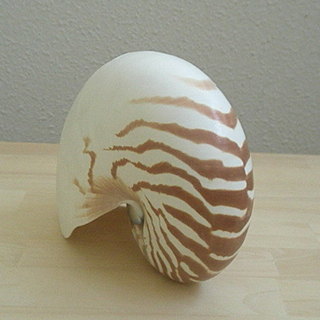　【 🍋ラクマ 】オウムガイ　貝殻の画像