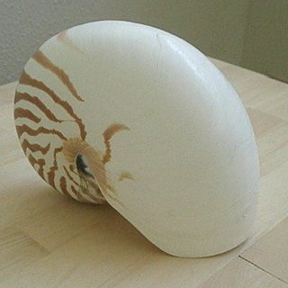 　【 🍋ラクマ 】オウムガイ　貝殻の画像