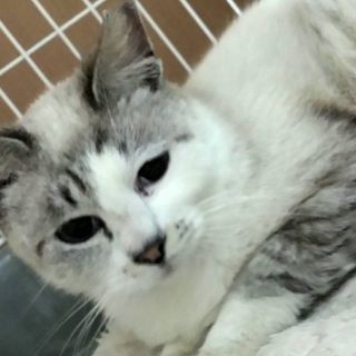 11月2日3日4日 3日連続❤️獣医大学の学祭にて譲渡会を行いま...