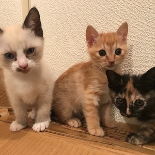 2ヶ月の兄弟(2匹）
