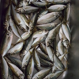 釣り情報　友達
