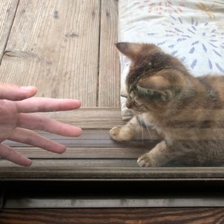 里親さん見つかりました - 猫