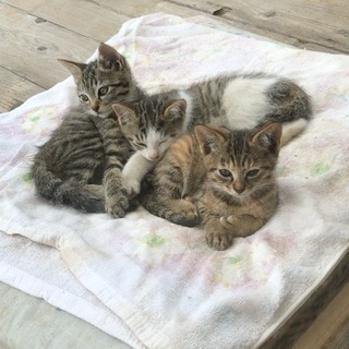 里親さん見つかりました