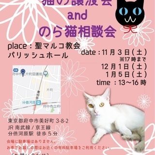 猫の譲渡会and野良猫相談会