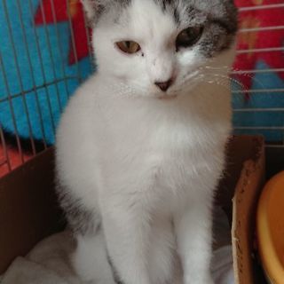 白地にグレー模様の雌の子猫
