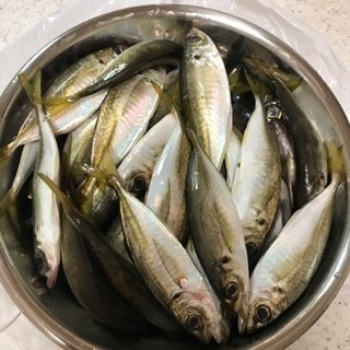 魚釣りに行きませんか？砂浜、堤防からチョイ投げで釣れます！ - 名古屋市