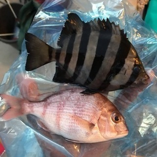 魚釣りに行きませんか？砂浜、堤防からチョイ投げで釣れます！ - 友達