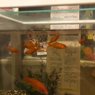 金魚の画像