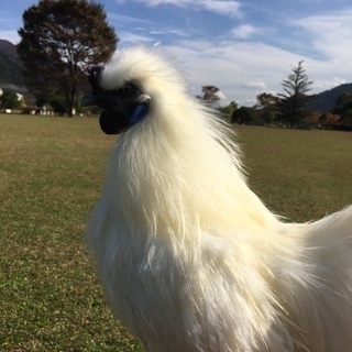 手乗り烏骨鶏  雄  6ヶ月