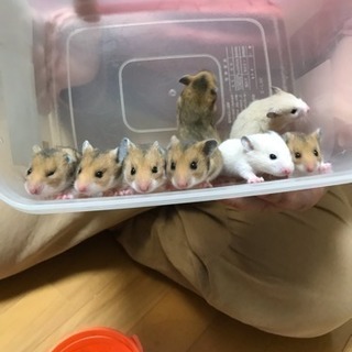 ゴールデンハムスターの里親さん募集