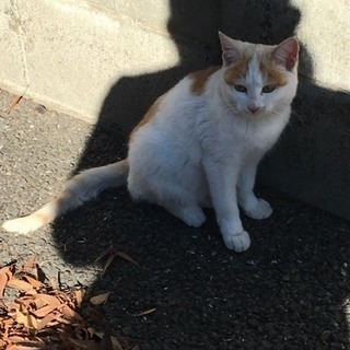 女の子の子猫の飼い主さん募集！！！