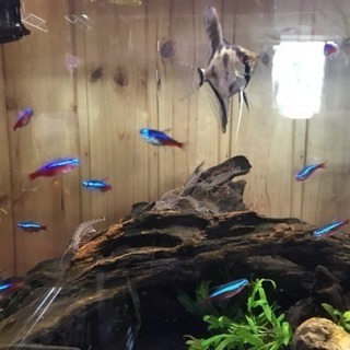 北海道の水槽｜助け合い｜ジモティー