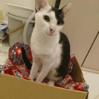 里親募集です。オスネコ(届け出済み)