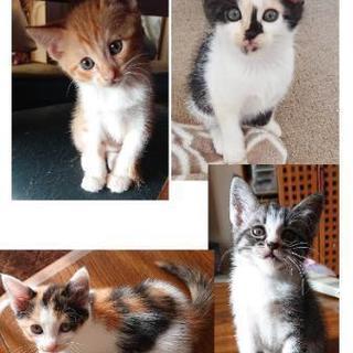 子猫、家族にしてください。