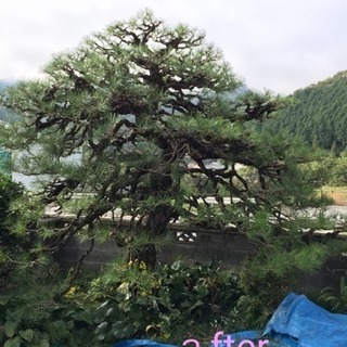 庭木の剪定(庭木のお手入れ)                  ...