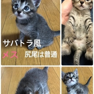 生後1ヶ月の子猫