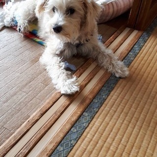 お見合い決まりました。一旦受付終了します。 - 犬