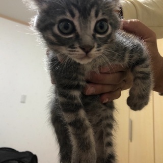生後二カ月可愛い子猫 オス
