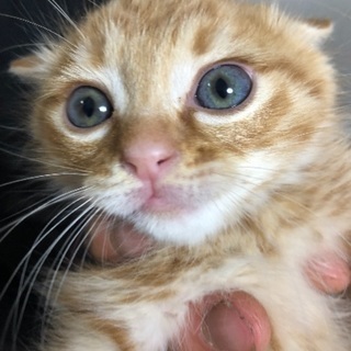 生後二カ月可愛い子猫 オス。