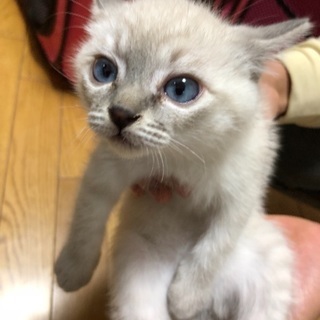 生後二カ月可愛い子猫 オス