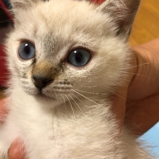 生後二カ月の可愛い子猫メス