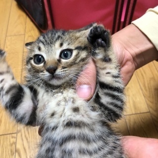 生後二カ月の可愛い子猫オス