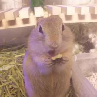 リチャードソンジリス♀1歳