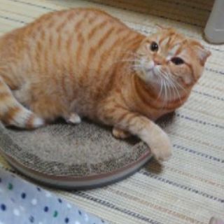 ネコ好きな友達募集❗