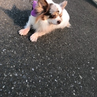 7歳チワワ