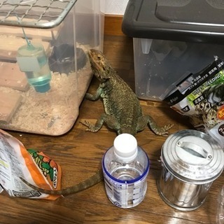 フトアゴヒゲトカゲ