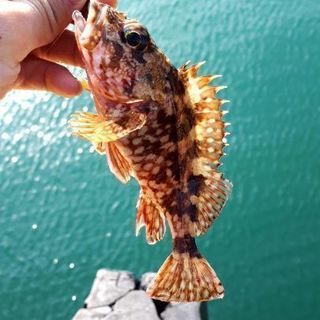 岡山で楽しく釣り！初心者歓迎ヽ(°ㅂ° )b