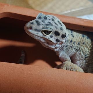 ボールパイソン♂、レオパ