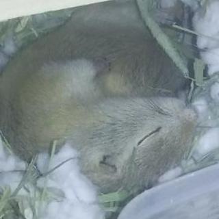 リチャードソンジリス♀１歳