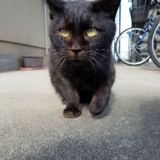 ネコ好きな方よろしくお願いいたします。 - 秋田市