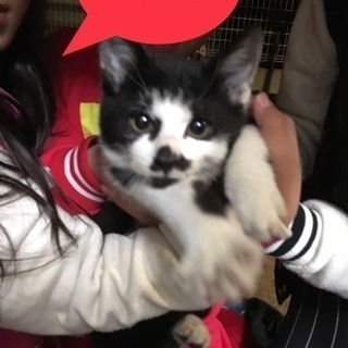 ❤️白黒可愛い子猫ちゃん❤️