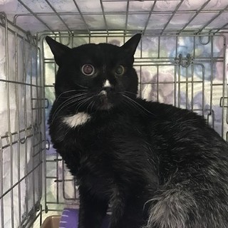 成猫　ちょっとフクロウ似かも　オッドアイ君