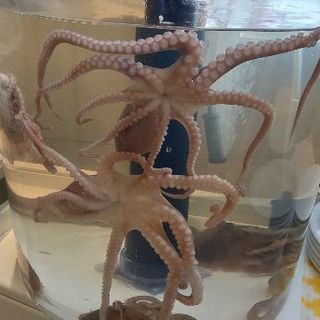 ランチタイム募集！新大久保から徒歩3分 海鮮レストラン テジョンデで一緒に働きませんか？の画像