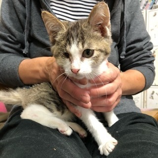 片目だけどけなげで可愛い活発な女の子 - 半田市