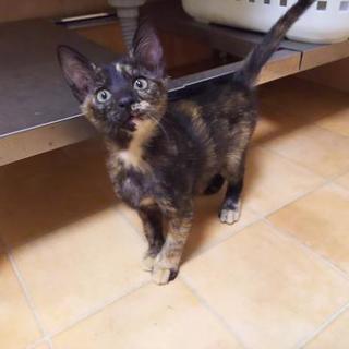 性格◎６兄弟りさちゃん