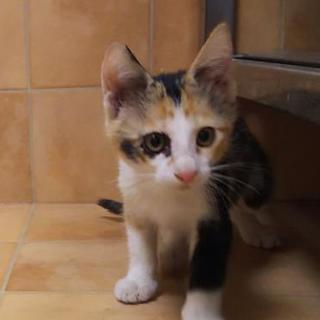 性格◎６兄弟みきちゃん