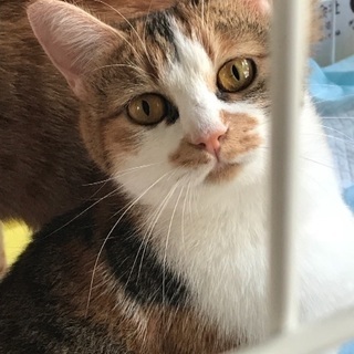 ミケ猫♀