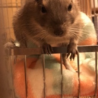 デグー友達ほしいです！