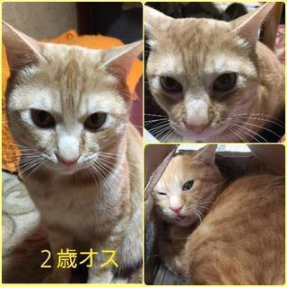 元気で甘えん坊の２歳オスです。