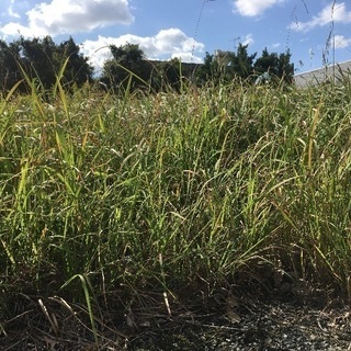 草刈代行