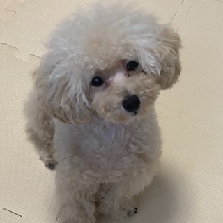 犬友になってください
