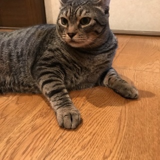 ちょっとぽっちゃりなキジトラの女の子の画像