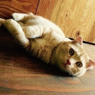 ✨猫カフェに行きませんか？🐈💓 - 大阪市