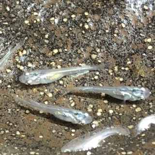 幹之フルボディの稚魚 (メダカ) 1匹50円〜の画像