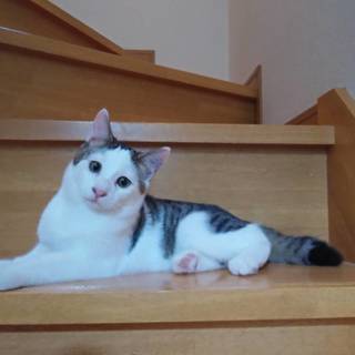 おっとり・ほんわか・癒やし系猫ちゃん！（8ヶ月）