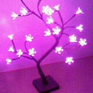 夜桜　イルミネーション